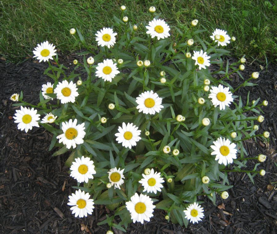 Future Plants by Randy Stewart Shasta, Hungarian & Montauk Daisies