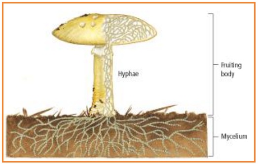 Share Knowledge Soalsoal Pilihan ganda Kingdom Jamur