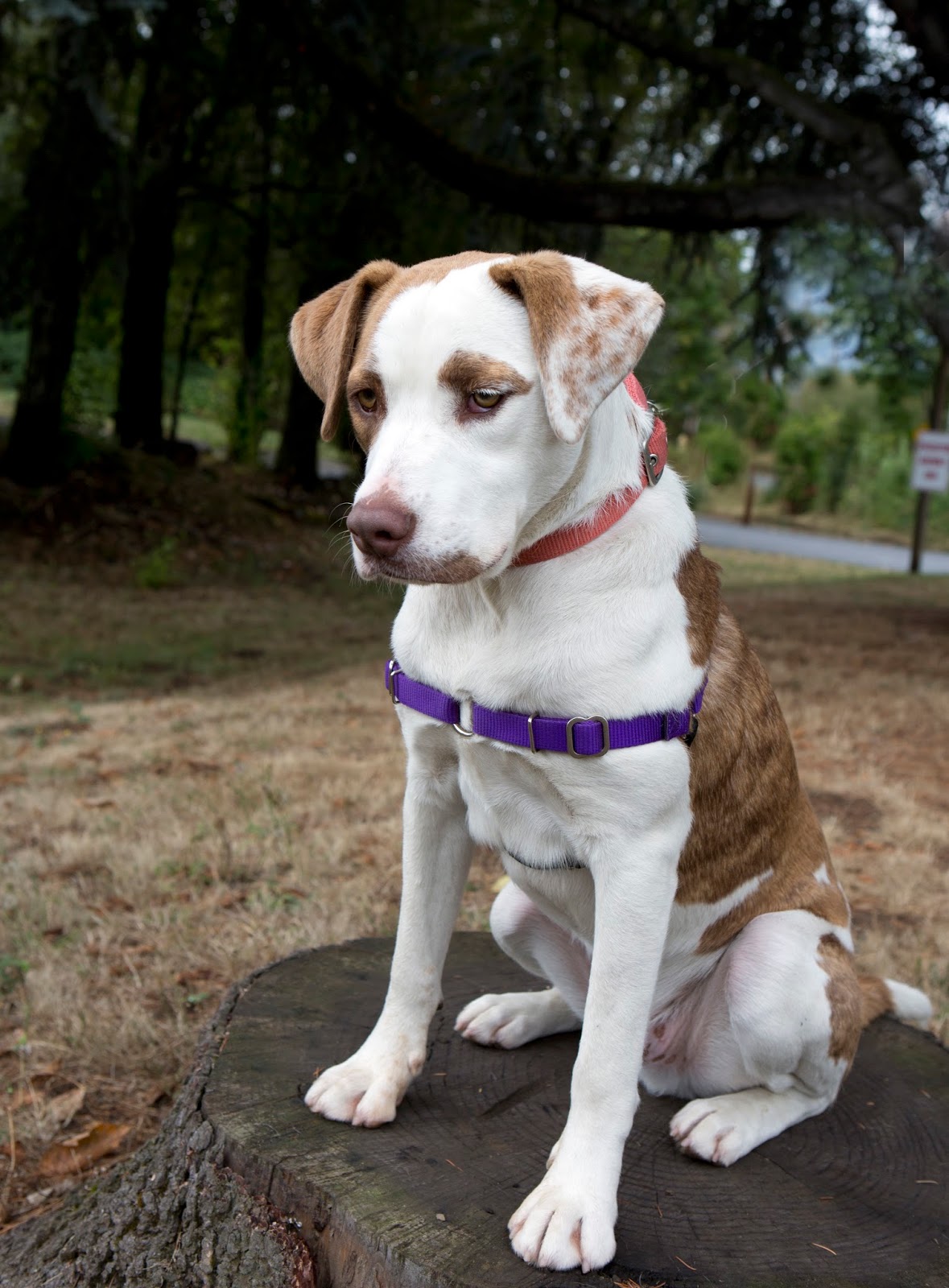 Shelter Dogs of Portland "OATMEAL" makes the day nicer!
