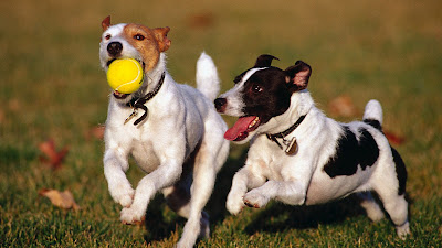 dog playing ball