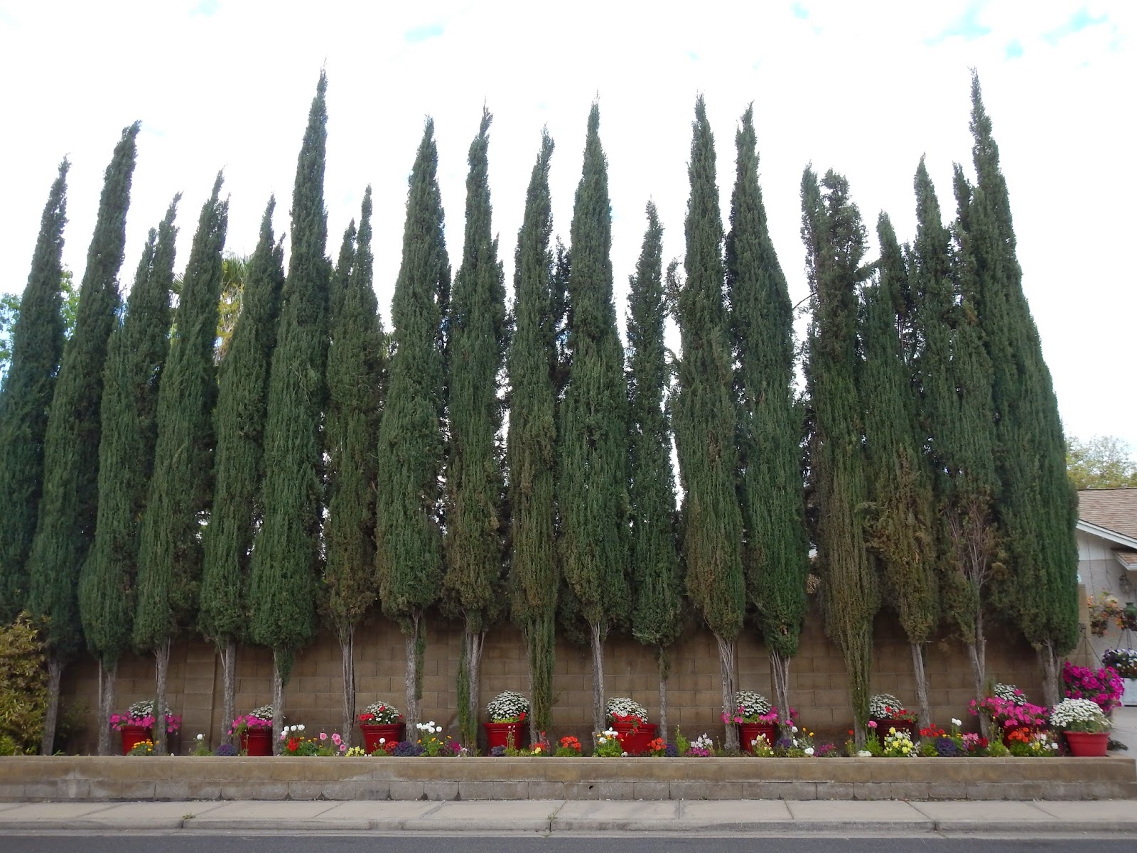 A Place to Share Arizona garden and storm aftermath