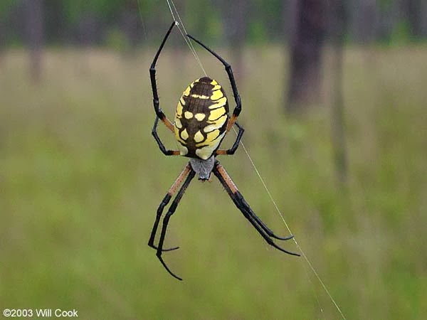 Beauty Of Spider Black And Yellow Garden Spider Argiope Aurantia