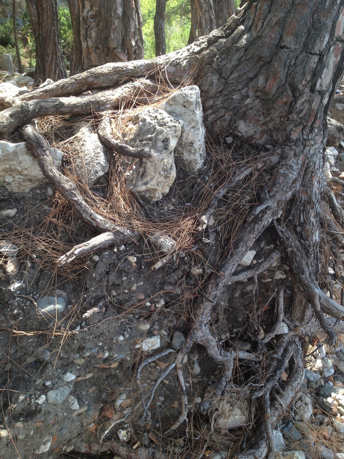 Başak Burcu Kadını: Ağustos 2012