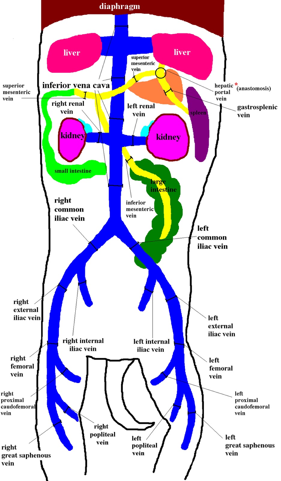 Vascular Cat: Cat Veins - Cartoon Diagram