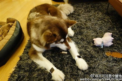 Wealthy man buys two Apple Watch Edition models for his dog