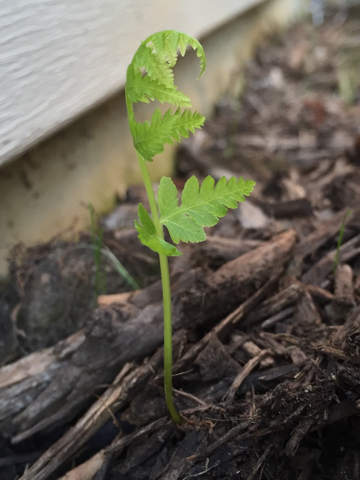 Ostrich Fern Reverting to Baby Mode [Backyard Neophyte Landscaping Blog]