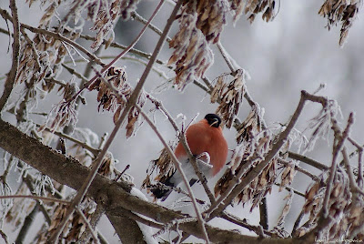 Mugurar-Pyrrhula pyrrhula-Eurasian Bullfinch-Gimpel-Camachuelo común