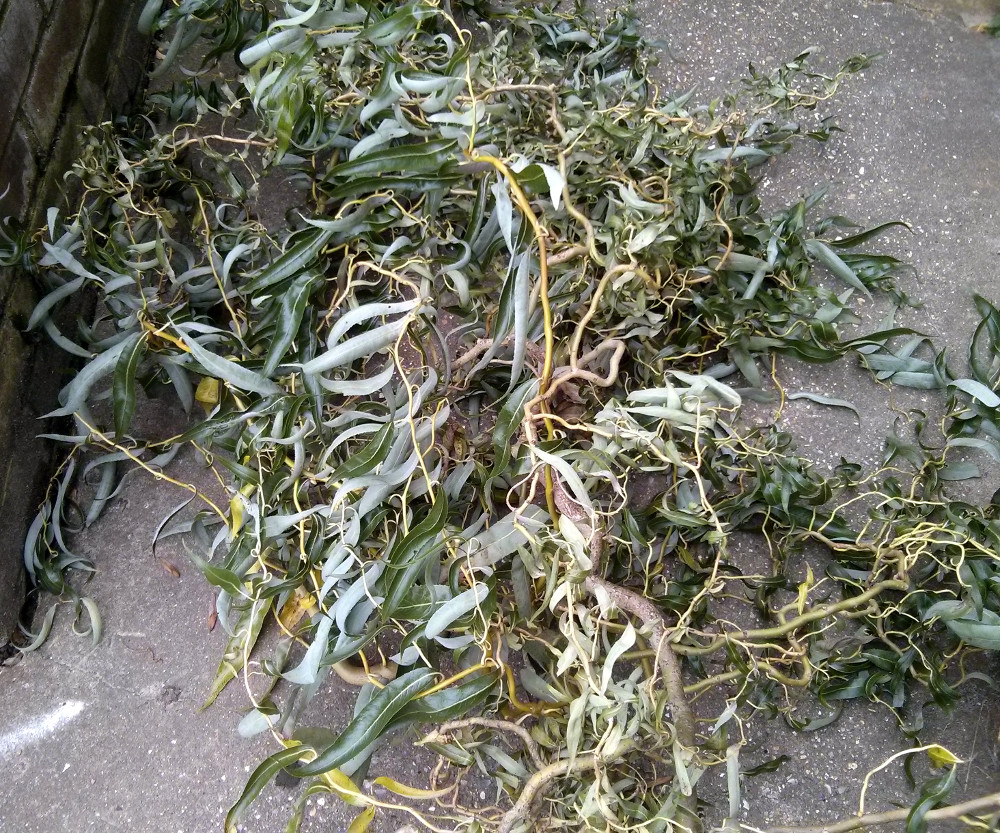 The Shed And Beyond Growing twisted willow...