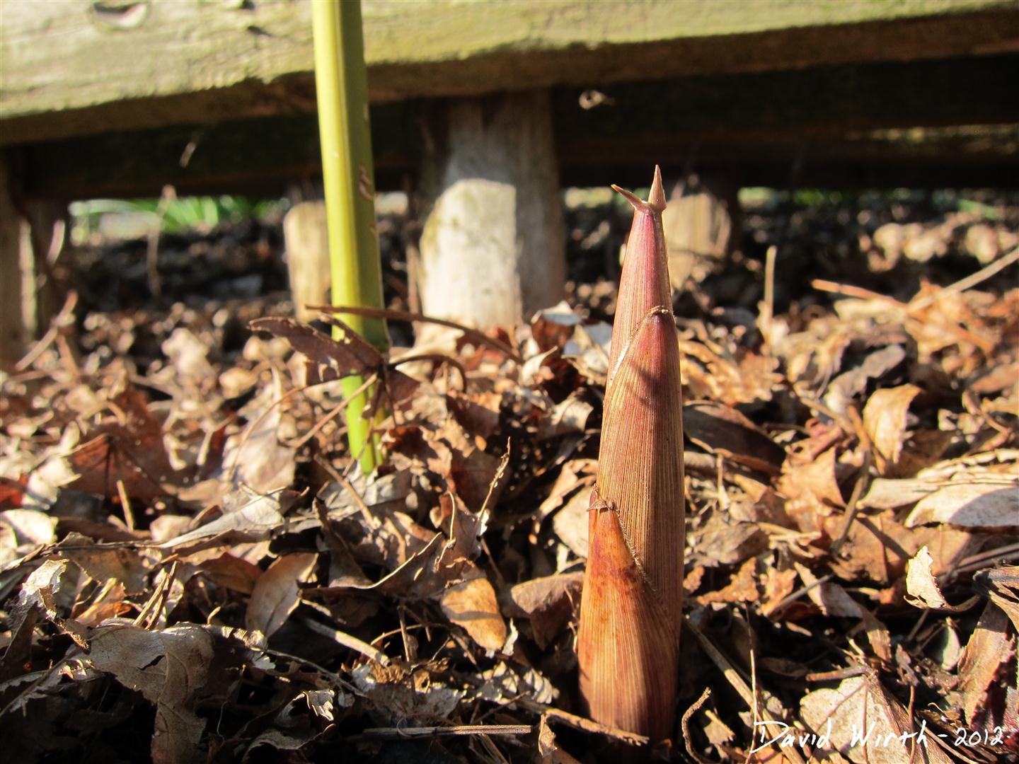 How to Grow Bamboo in Cold Climates
