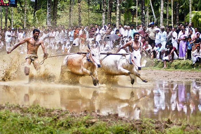 The most famous traditional game involving bulls is Spanish bullfighting, but the people of Kerala, India, have come up with a way celebration that doesn’t involve torturing and killing poor animals. It’s called Maramadi, and it’s held every year, in the post-harvest season.