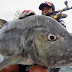 Popping Report: Giant Trevally Tanjung Amak, Sekotong, Lombok (Januari 2014)