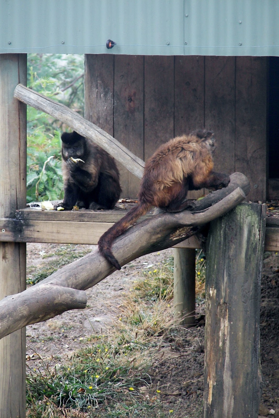 Bright Side Up Tasmania Zoo Great Family Activity