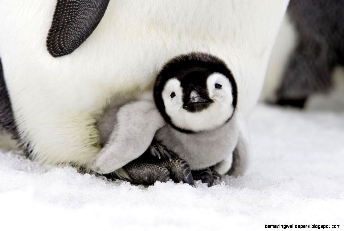 8 Baby Penguins That Are Pretty Cute But Don39t   ClickHole 8 Baby Penguins That Are Pretty Cute But Don39t   ClickHole