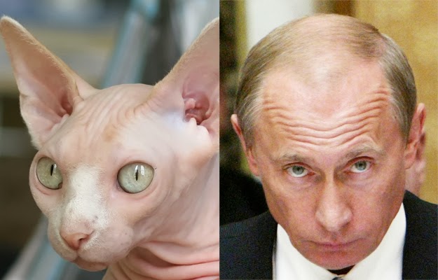 Cnn Dog S Ear Trump Cnn Dog S Ear Trump