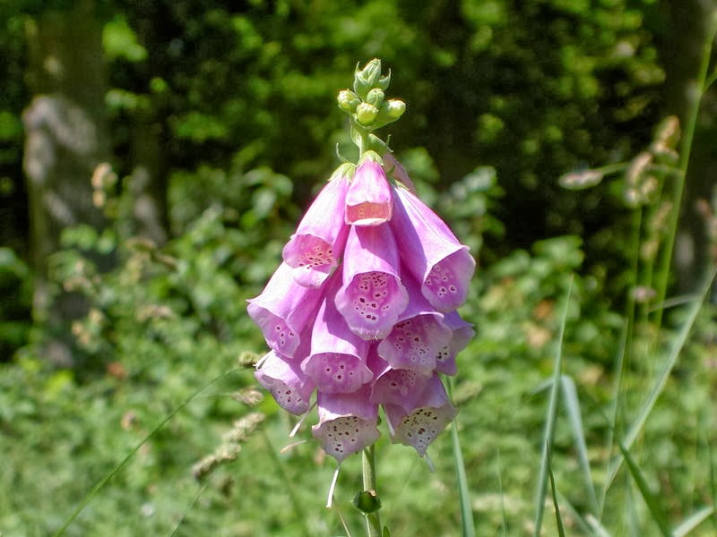 Flower Homes Flowers of United Kingdom Counties