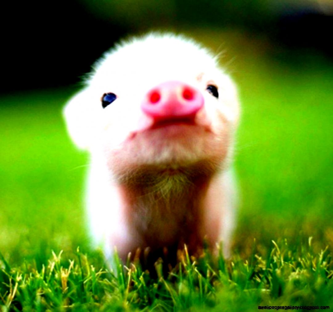 Happy Animal Gif Amazing Wallpapers Happy Animal Gif Amazing Wallpapers