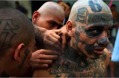 Mara Salvatrucha (M - 13) Mara Salvatrucha (M - 13)