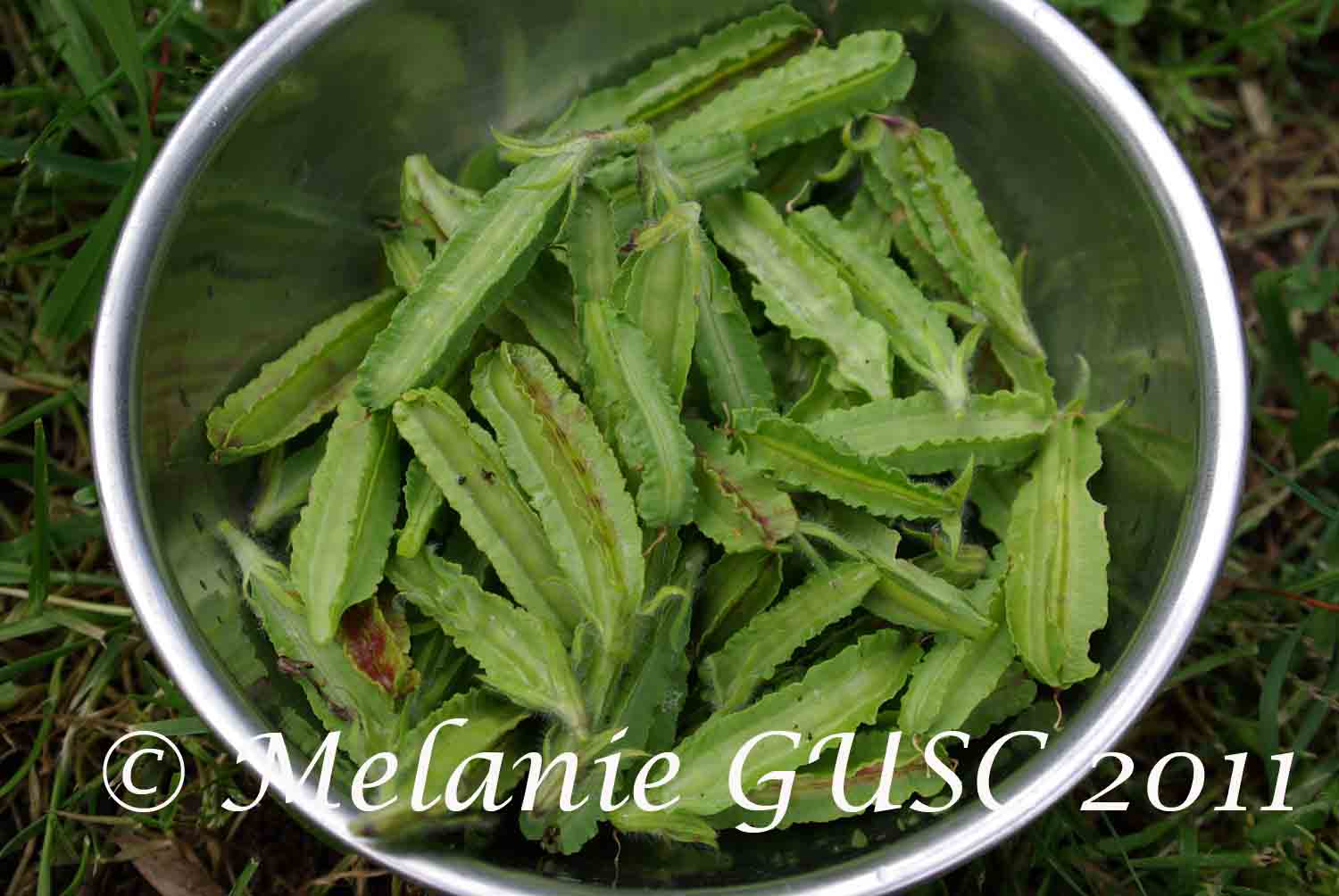 Gardening Under the Southern Cross Asparagus Pea