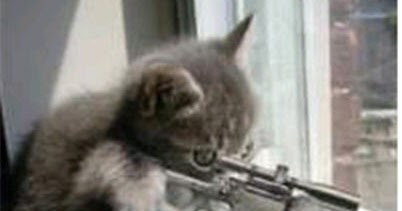 Amper Bae: funny cats with guns