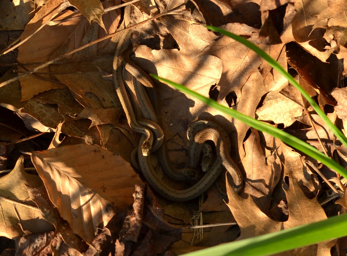 Woods Walks and Wildlife A Bed of Brown Snakes