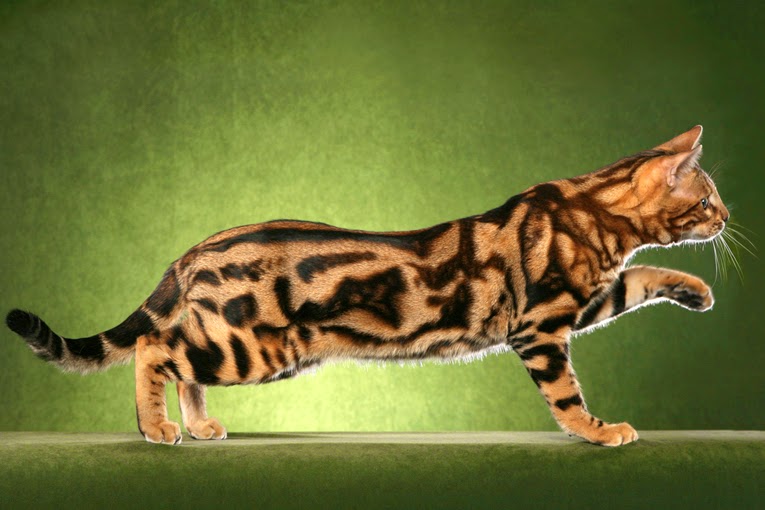 Pam's TNR Blog Bengal Cats