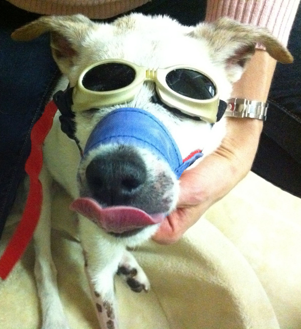 dog wearing goggles