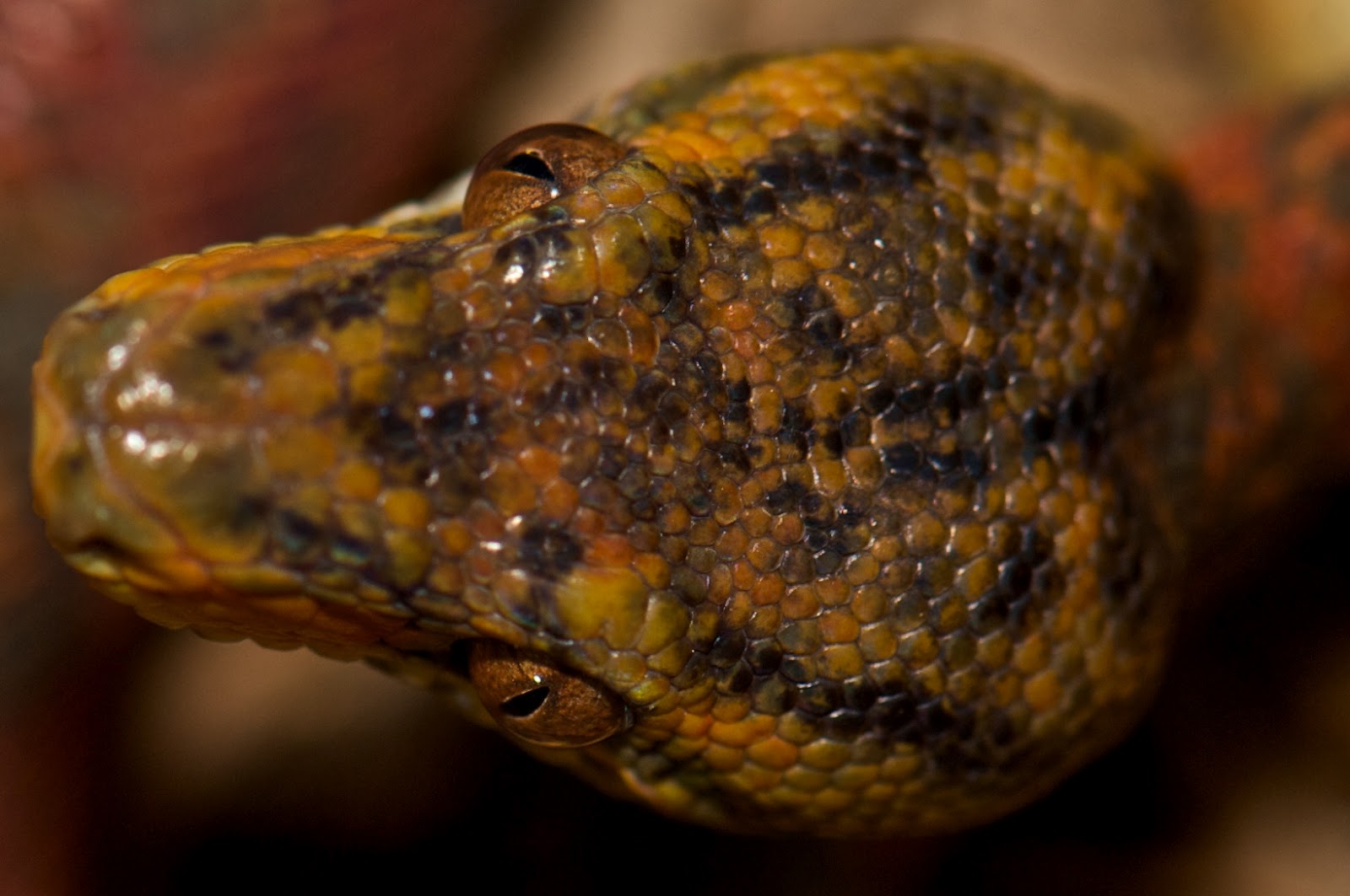 Garden of Eden Exotics & CC Photography The Unpredictably Variant