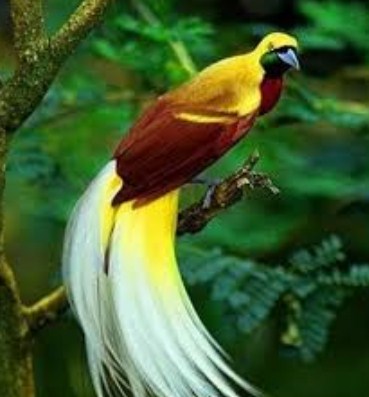 Burung Cantik Burung Cendrawasih Burung Cantik Burung Cendrawasih