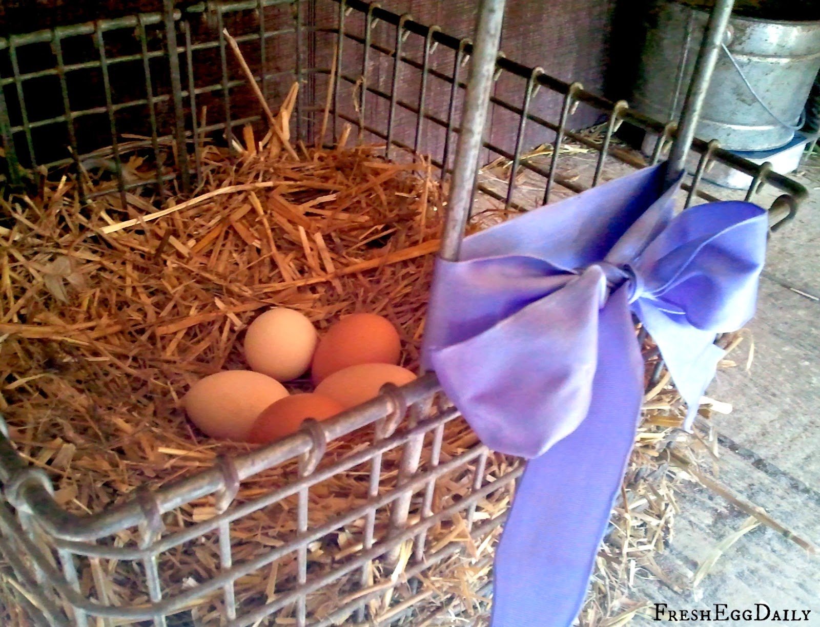 Five Ways to Encourage a Hen to go Broody Fresh Eggs Daily®