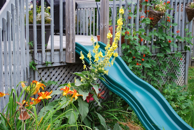 Weigela Paris Cote Jardin