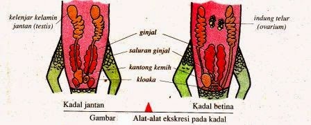 Sistem Ekskresi Hewan Vertebrata Dan Avertebrata Artikelsiana