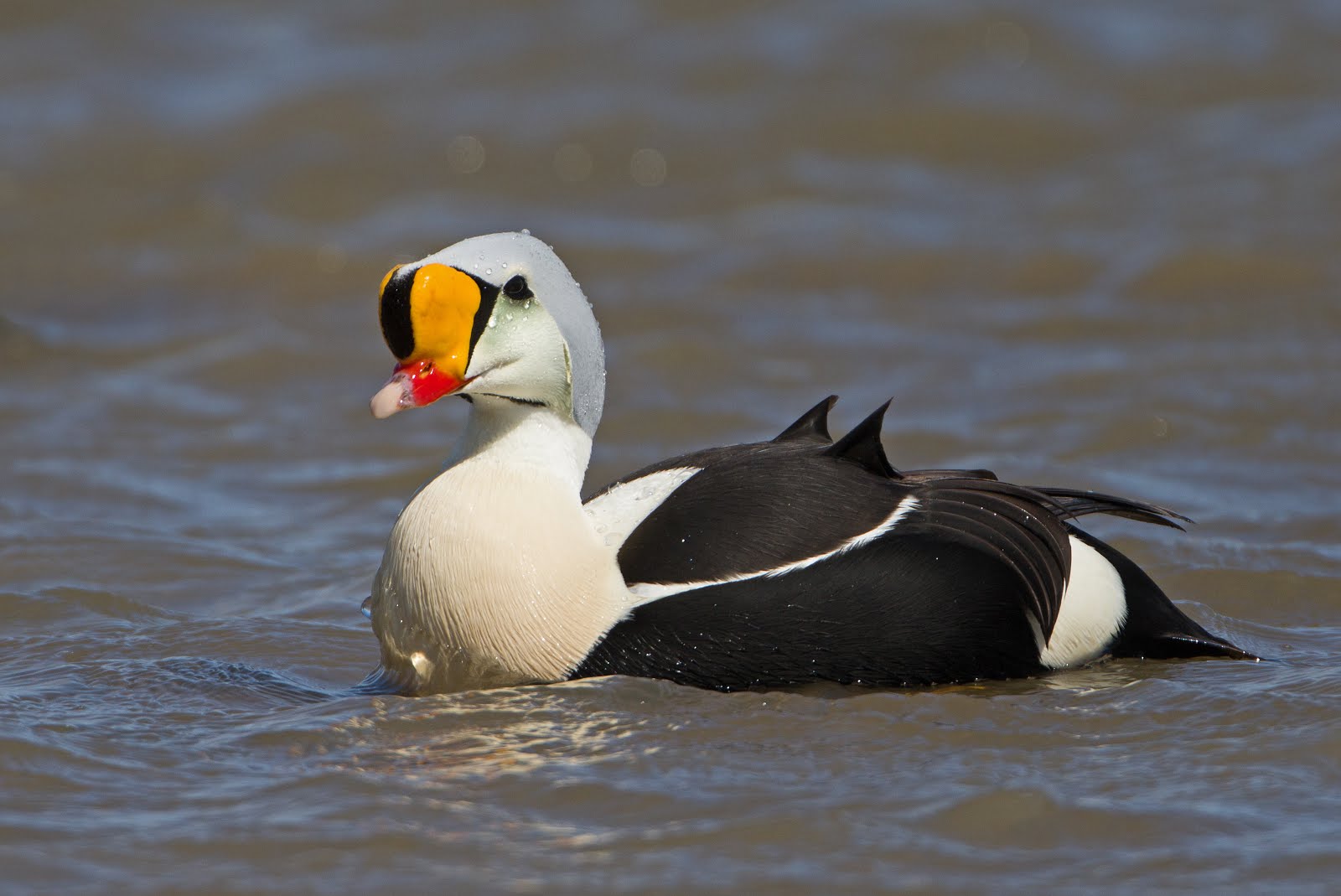 King Eider