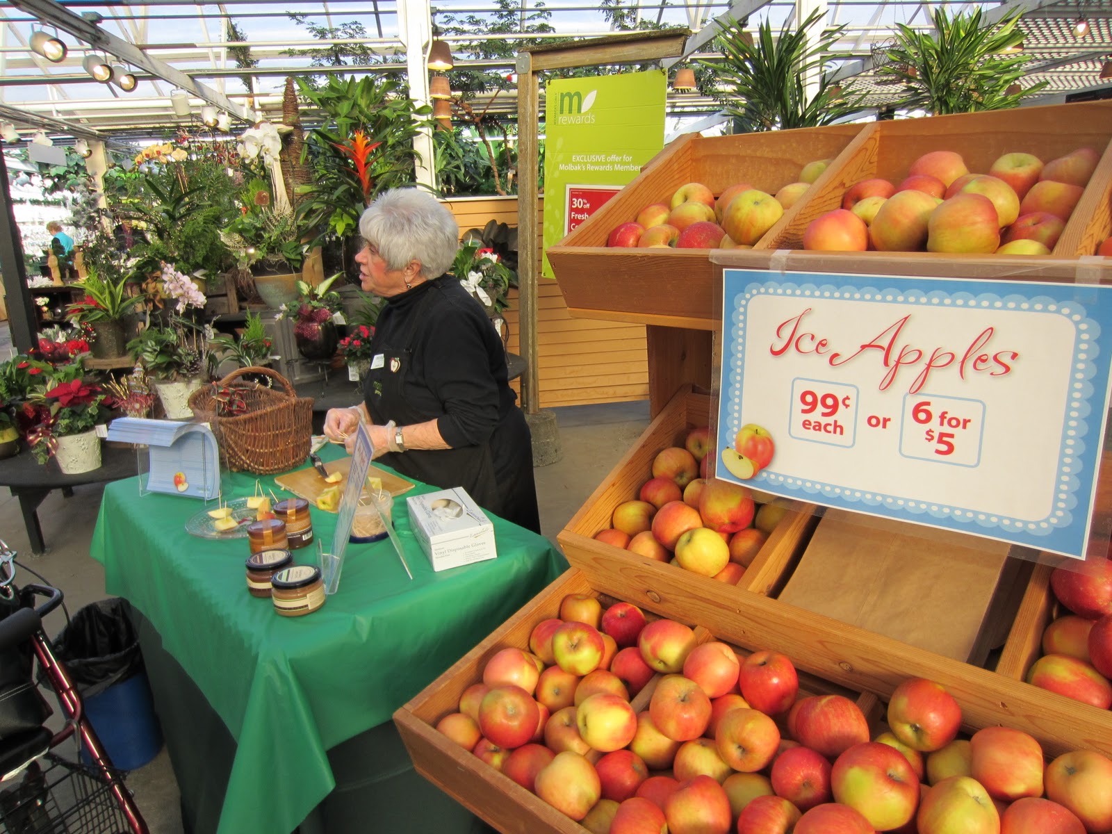 Around Puget Sound and Beyond Holiday Time Molbak's Nursery at
