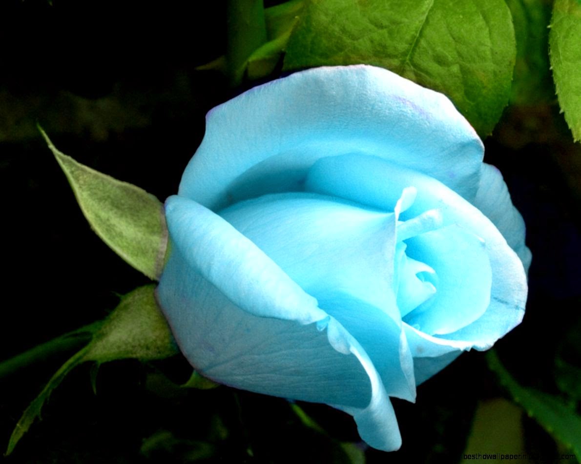 Blue Rose Flowers Desktop Background Wallpaper » Blue Rose Flowers Desktop Background Wallpaper »