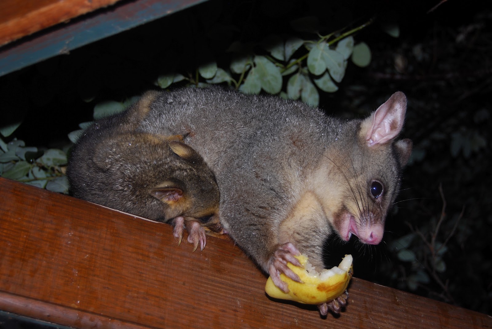 Australian ringtail & brushtail possums