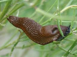 Funny Pictures Gallery: Garden slugs, garden pests, the garden slug