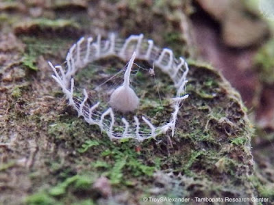 Estranha estrutura é encontrada em arvoras da Amazõnia