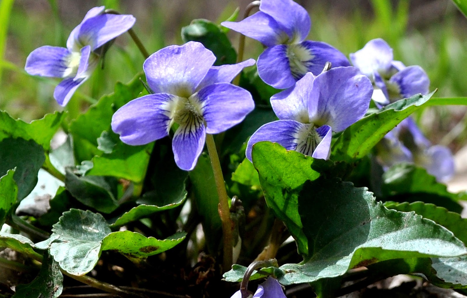 kansas wildflowers April 2014
