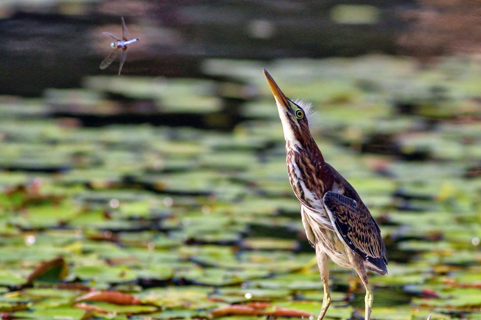 Green Heron Making Itself At Home Along >> Dallas Trinity Trails Green Herons Hunting The Trinity Riverbottoms Green Heron Making Itself At Home Along >> Dallas Trinity Trails Green Herons Hunting The Trinity Riverbottoms