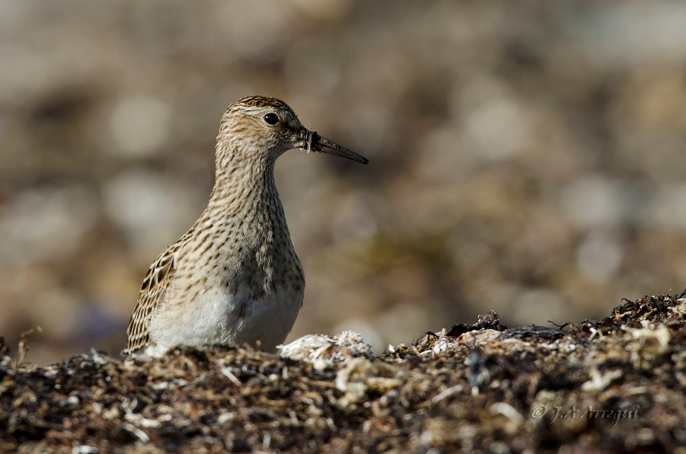 Correlimos pectoral, Calidris melanotos, Pectoral Sandpiper Correlimos pectoral, Calidris melanotos, Pectoral Sandpiper