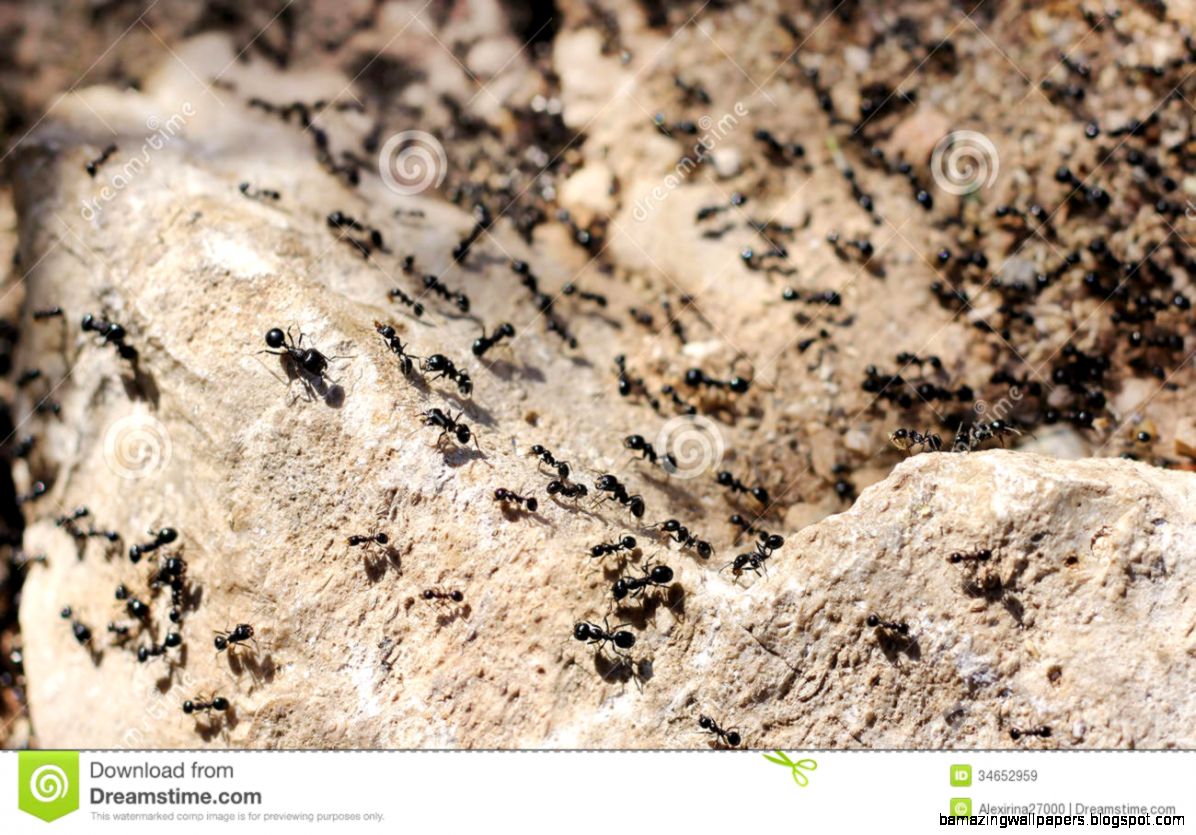 Invasion Of Black Ants Royalty Free Stock Images Image 34652959 Invasion Of Black Ants Royalty Free Stock Images Image 34652959