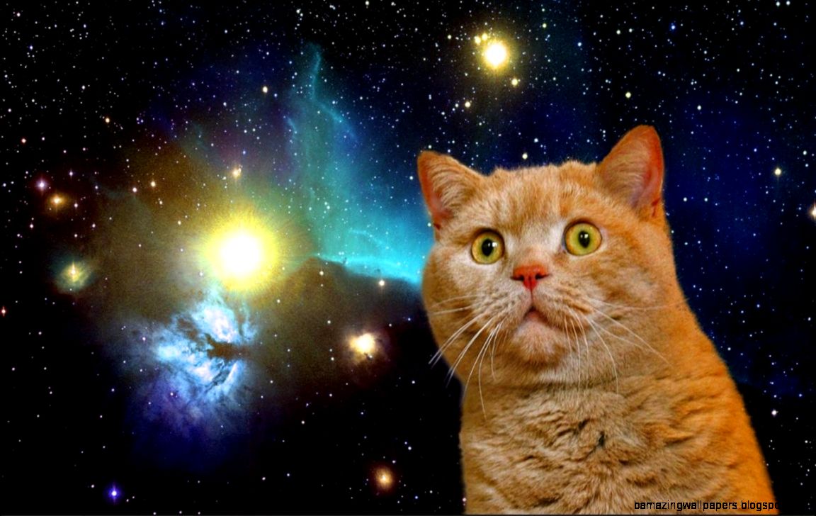 Found an old folder titled quotSpace Catsquot was not disappointed Found an old folder titled quotSpace Catsquot was not disappointed