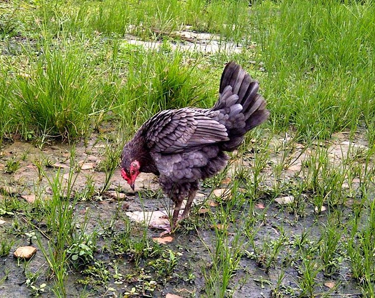 Cemani Farms Laughing Chickens Ayam Cemani Poultry Breeding