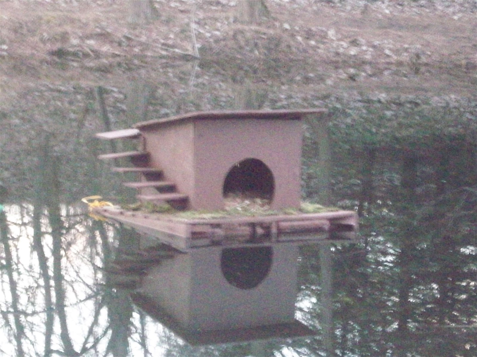 Let A Girl Show You How! (Becky Williams) Floating Duck house