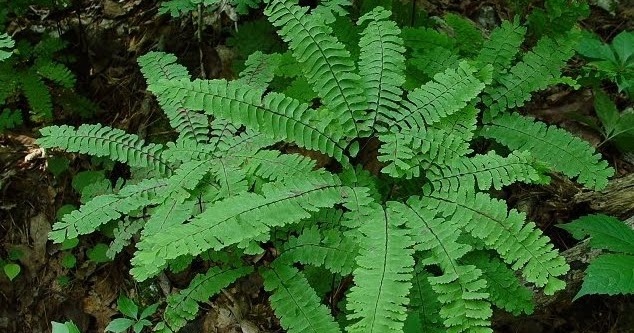 BIOLOGI Tumbuhan Paku (Pteridophyta)