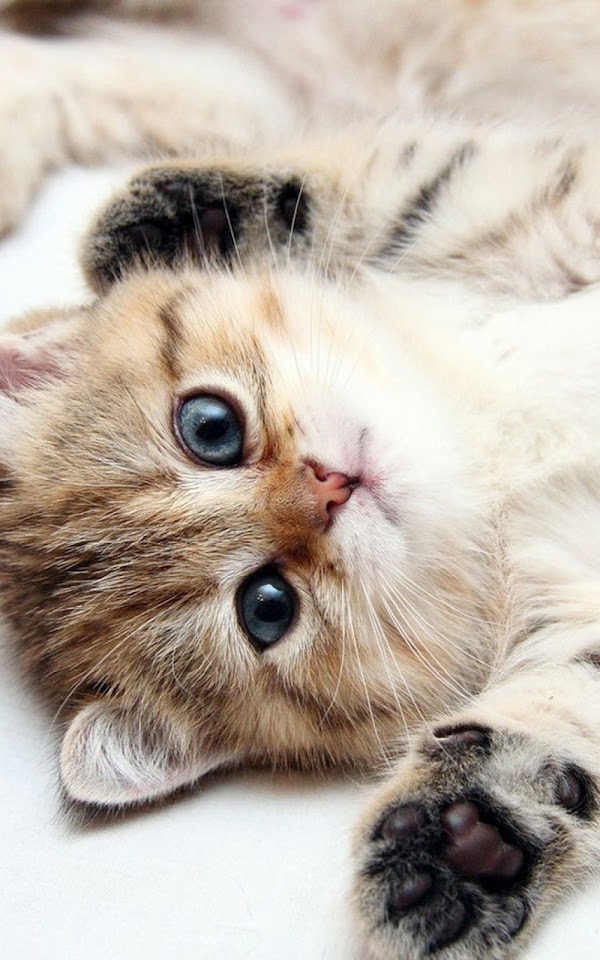 Cute Kitten Blue Eyes Android Wallpaper