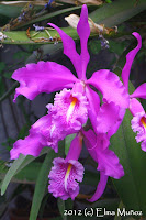 Cattleya maxima