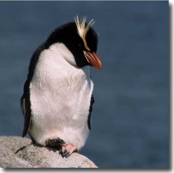 Crested Penguin | Animal Wildlife