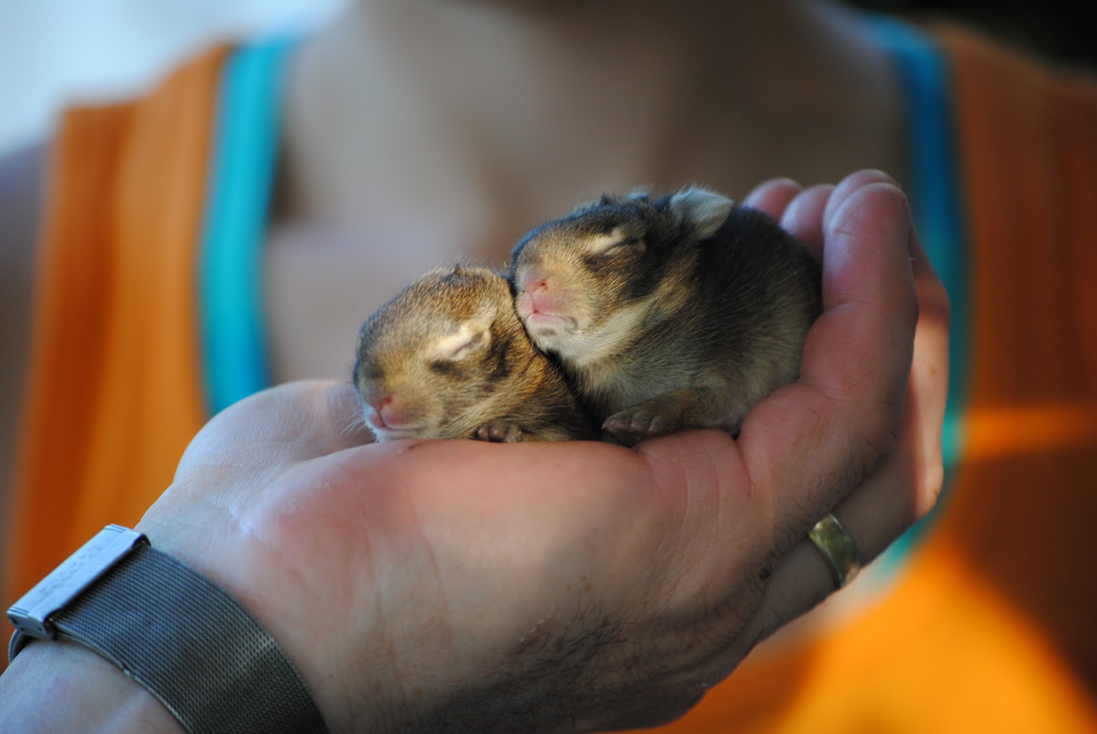 Cute! A Handful of Baby Bunnies!