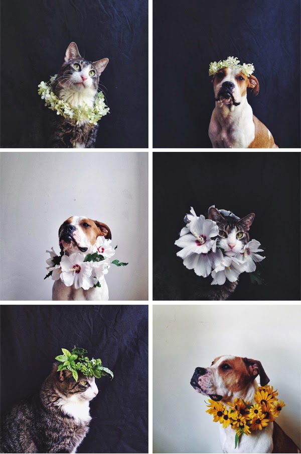 Monday Meow: Beautiful cat and dog photos from Ariele Alasko's Instagram feed